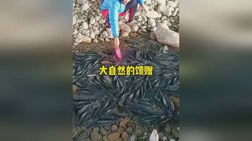大自然的馈赠大自然的馈赠的迷惑行为