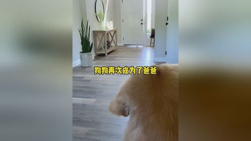 狗狗再次成为了爸爸狗狗再次成为了爸爸