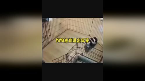 狗狗成功逃出牢笼狗狗成功逃出牢笼