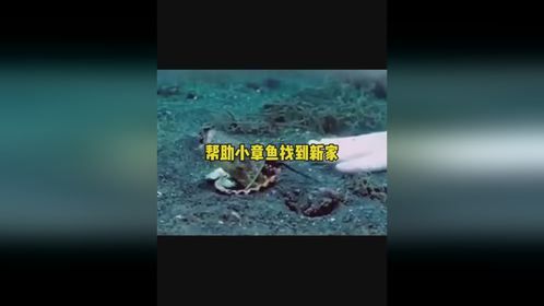 帮助小章鱼找到新家帮助小章鱼找到新家