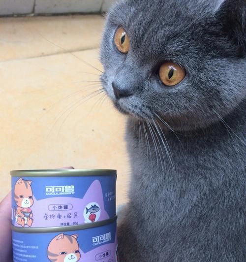 猫咪饮食（了解猫咪的饮食习惯）