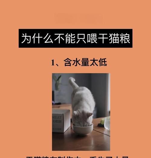 猫咪独自在家时为何会吃猫粮？