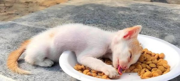猫咪独自在家时为何会吃猫粮？
