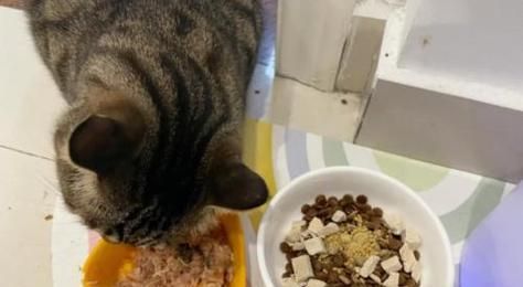 猫咪不吃东西还埋——了解宠物饮食异常情况（探究猫咪饮食习惯与饮食异常原因）