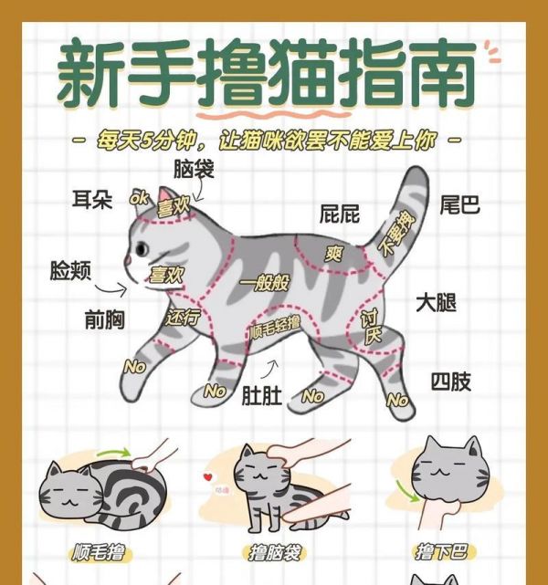 如何向他人表达为宠物猫挣取猫粮？