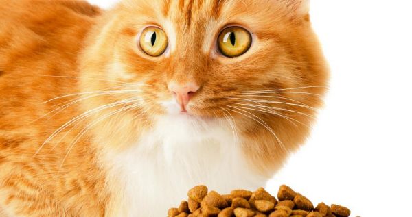 猫一直吃猫粮发胖吗为什么？羊驼会不会吃棉花糖呢怎么回事？