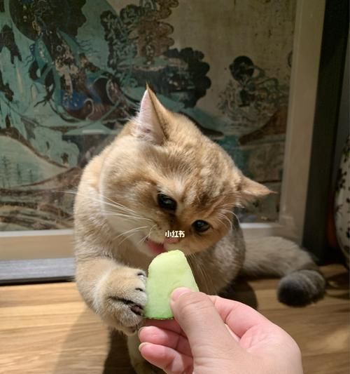 猫咪的暴食症状及应对方法（如何控制宠物猫的饮食和体重变化）