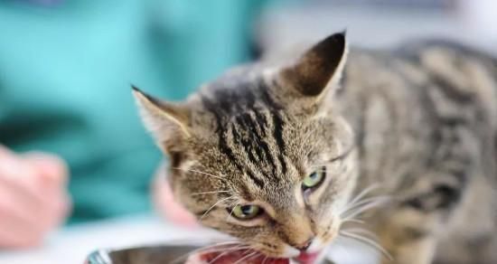 猫咪的暴食症状及应对方法（如何控制宠物猫的饮食和体重变化）