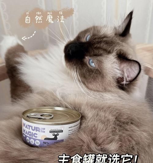 小猫早上吃罐头好吗？正确喂食时间与方法是什么？