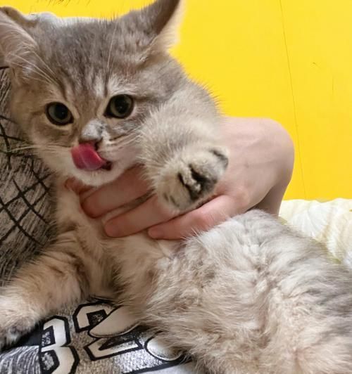 带奶猫咪吃什么有营养？哺乳期猫咪的营养饮食有哪些？