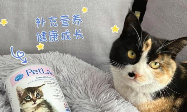 带奶猫咪吃什么有营养？哺乳期猫咪的营养饮食有哪些？