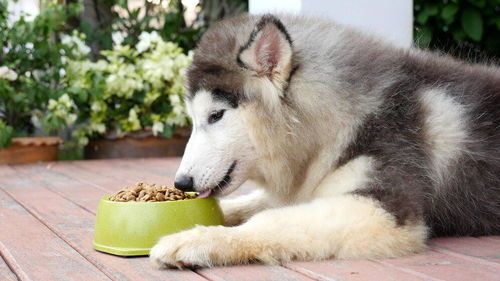 宠物饮食攻略：10天养宠秘籍