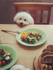 科学喂肉末，宠物饮食有讲究。