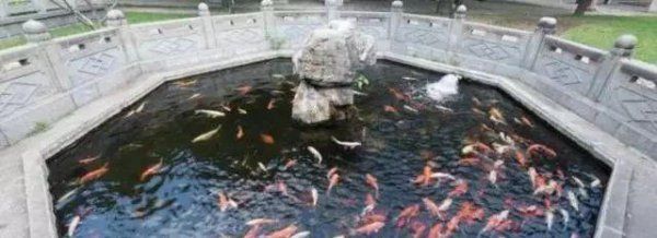 家里养锦鲤十大忌讳