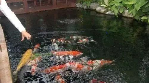 家里养锦鲤十大忌讳