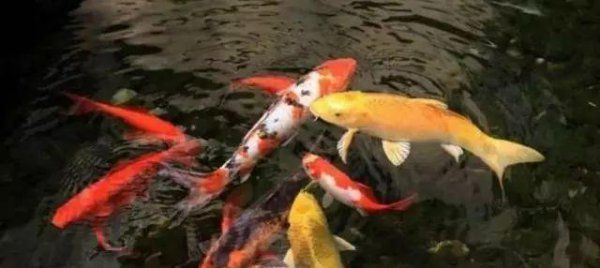 家里养锦鲤十大忌讳
