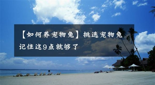【如何养宠物兔】挑选宠物兔记住这9点就够了文章配图