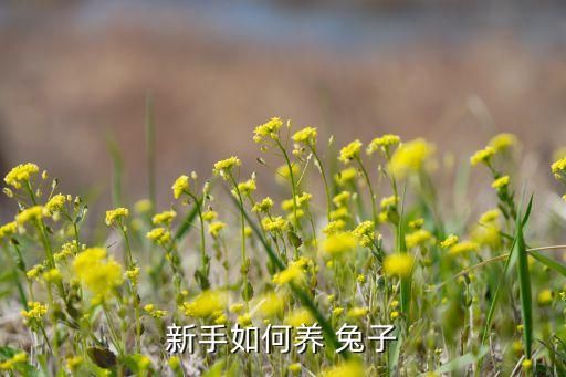 新手如何养 兔子