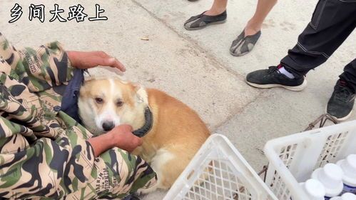 如何将狗狗保存为宠物？