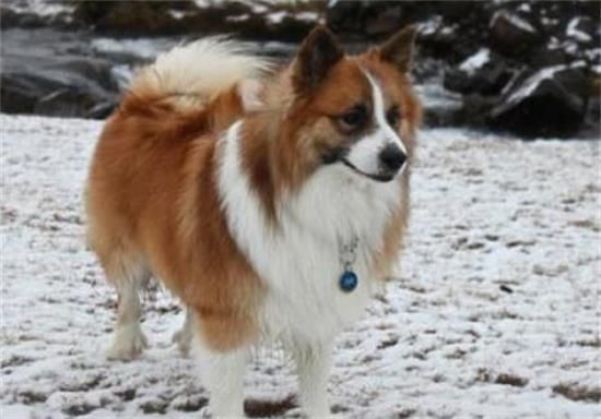 冰岛牧羊犬喂养技巧指南