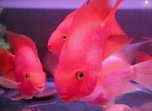 宠物鹦鹉鱼鱼鳞腐烂怎么办?快速治疗指南