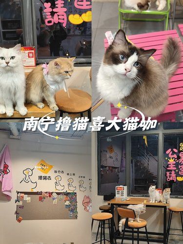 南宁撸猫喜大猫咖