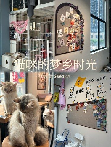 在南宁有个全是猫的屋子？！！
