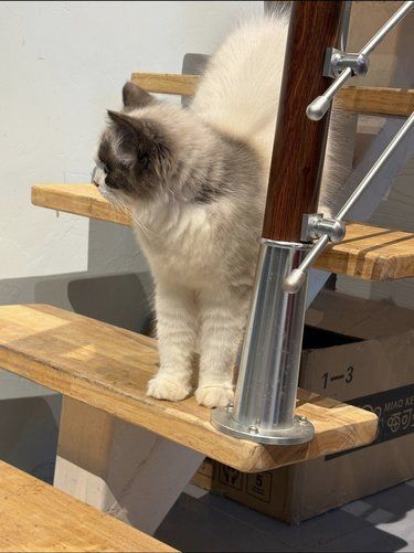 猫咪日常超治愈