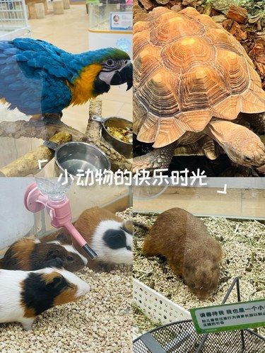 和萌宠一起嗨翻天