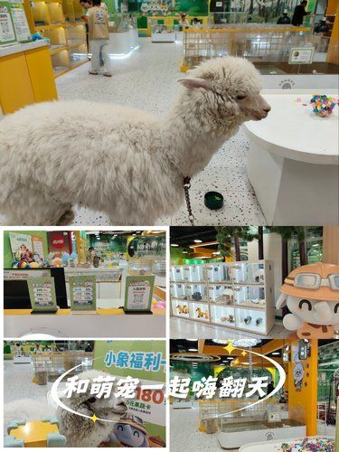 和萌宠一起嗨翻天