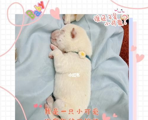 给狗配崽多少钱柴犬？配种的流程和费用如何？