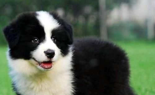 以狗狗配种生什么颜色的狗（探讨狗狗遗传规律）