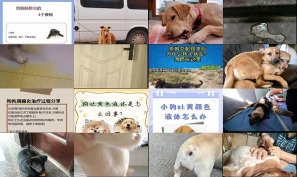 狗狗配种三天之后不吃东西还吐了