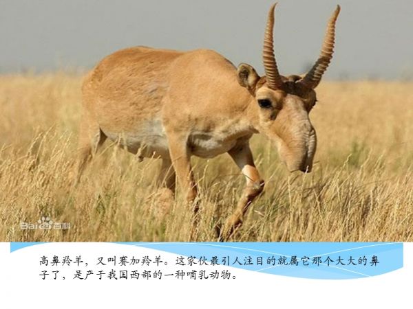 盘点十大神奇的哺乳动物.ppt_第2页