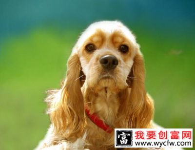怎样科学给狗狗喂食