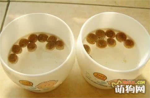 狗狗这样喂食才正确，这些小秘密你都知道吗？