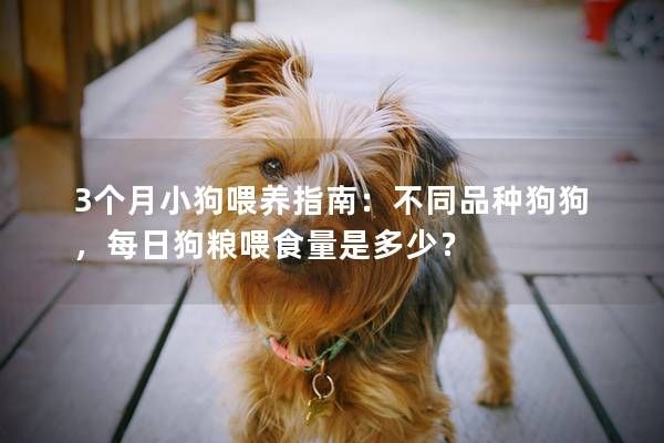 3个月小狗喂养指南：不同品种狗狗，每日狗粮喂食量是多少？