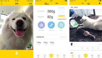 如何科学喂食:一周几次,每次多少?宠物喂养指南