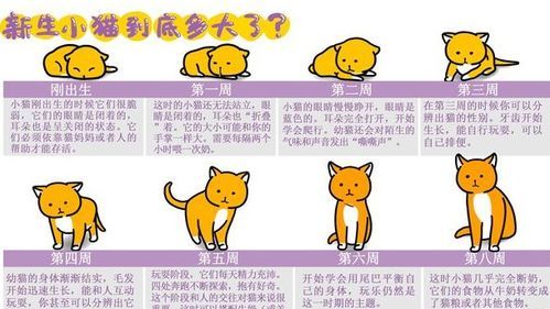 如何科学喂食:一周几次,每次多少?宠物喂养指南