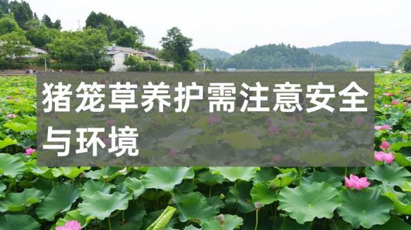 猪笼草养护需注意安全与环境