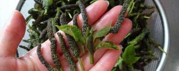 像毛毛虫一样的菜叫什么菜