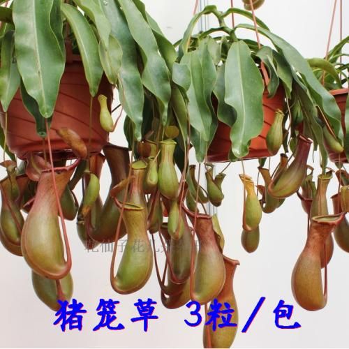 缉蚊草（猪笼草）的养护