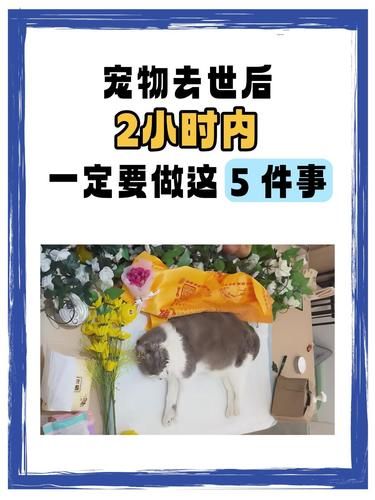 宠物离世2小时内必做5件事！