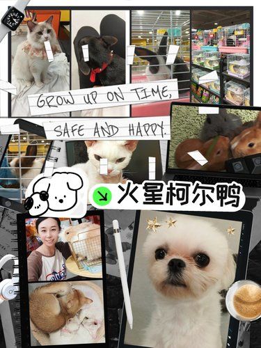 这世界不能没有小狗