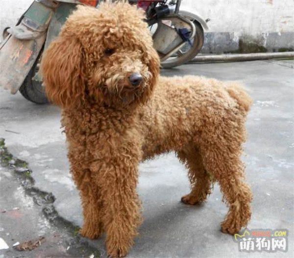 狗狗洗澡的方法与注意事项