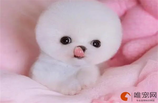狗狗洗澡的正确方法是什么