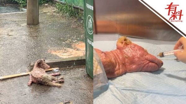 狗狗被打后遭遗弃几百人众筹救助:狗狗全身烫伤患皮肤病 每天花费1千多元