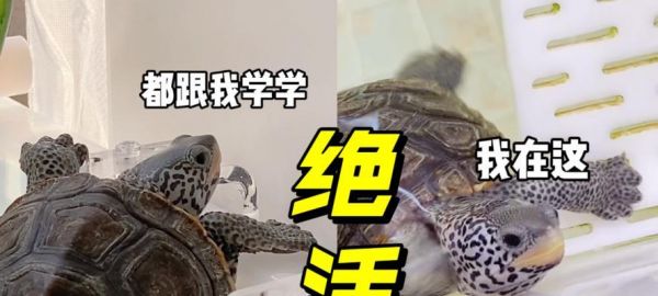密西西比钻纹龟的全面饲养指南（了解如何在家中照顾这种迷人的爬行动物）