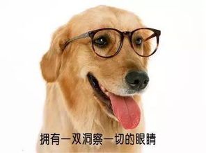 春日宠物不适:揭秘春季狗狗呕吐腹泻之谜