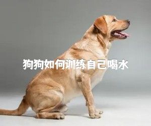 狗狗如何训练自己喝水